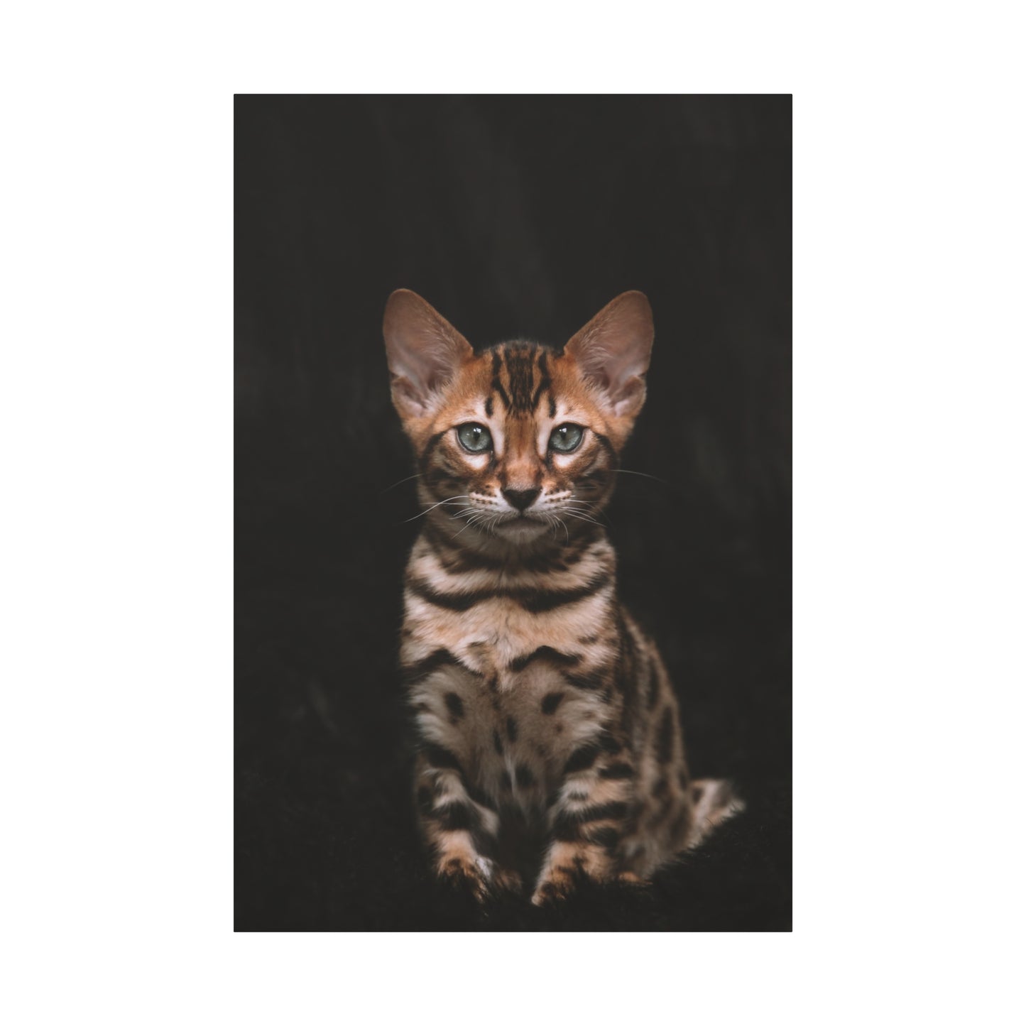 Adorable Kitten Canvas Wall Art