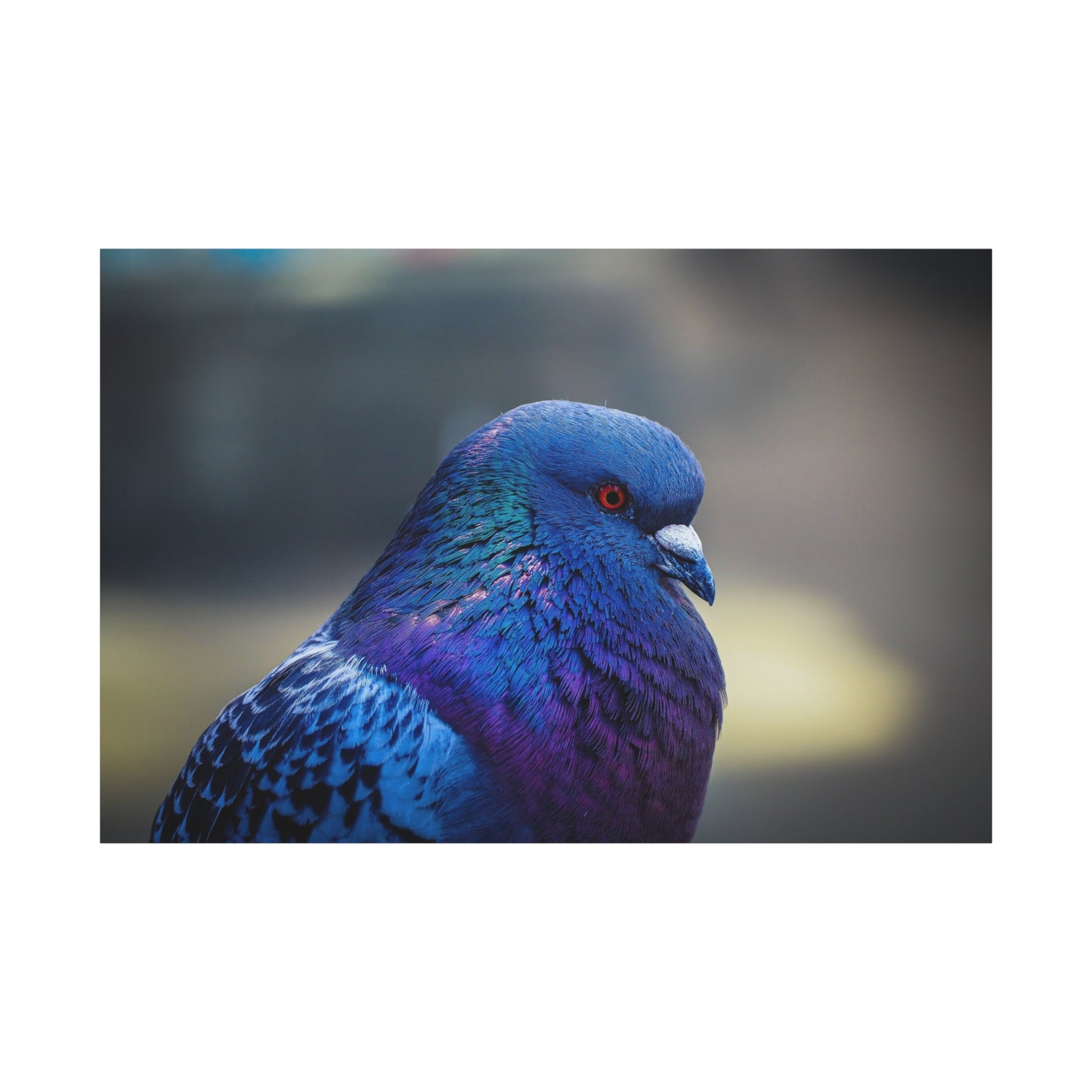 Serene Pigeon Canvas Art – Elegant Bird Feathers Print