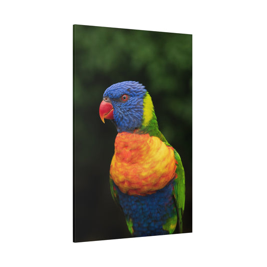 Vibrant Lorikeet Canvas Wall Art – Stunning Wildlife Photography