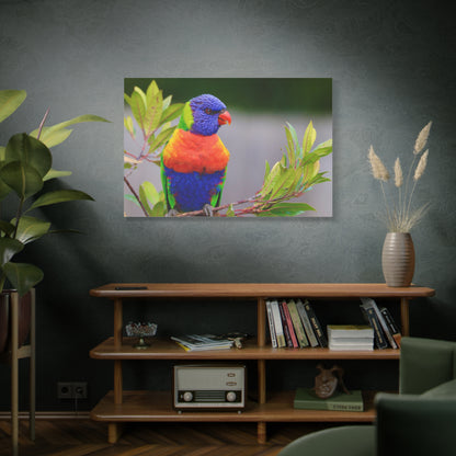 Vibrant Lorikeet Canvas Wall Art