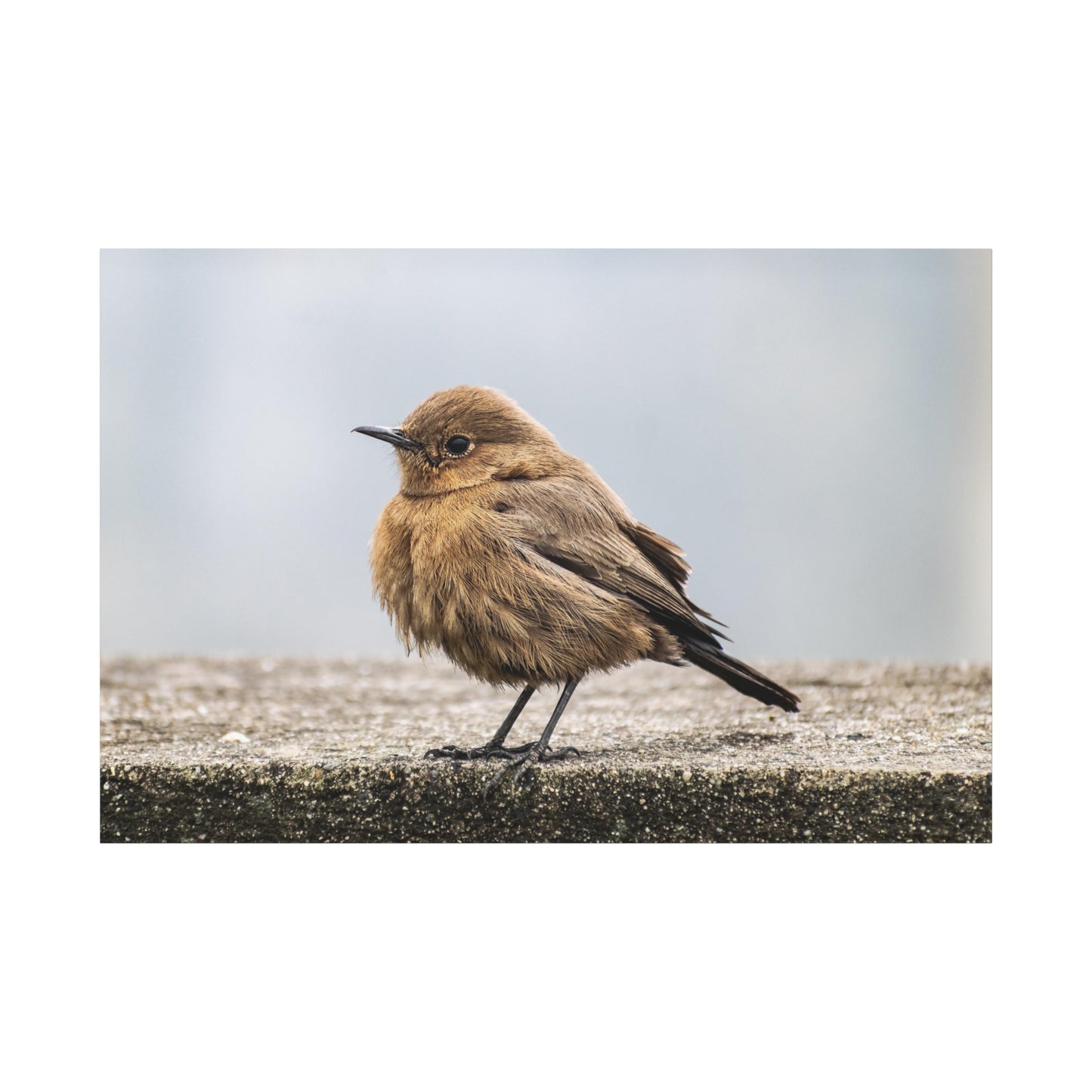 Indian Chat Bird Canvas Wall Art