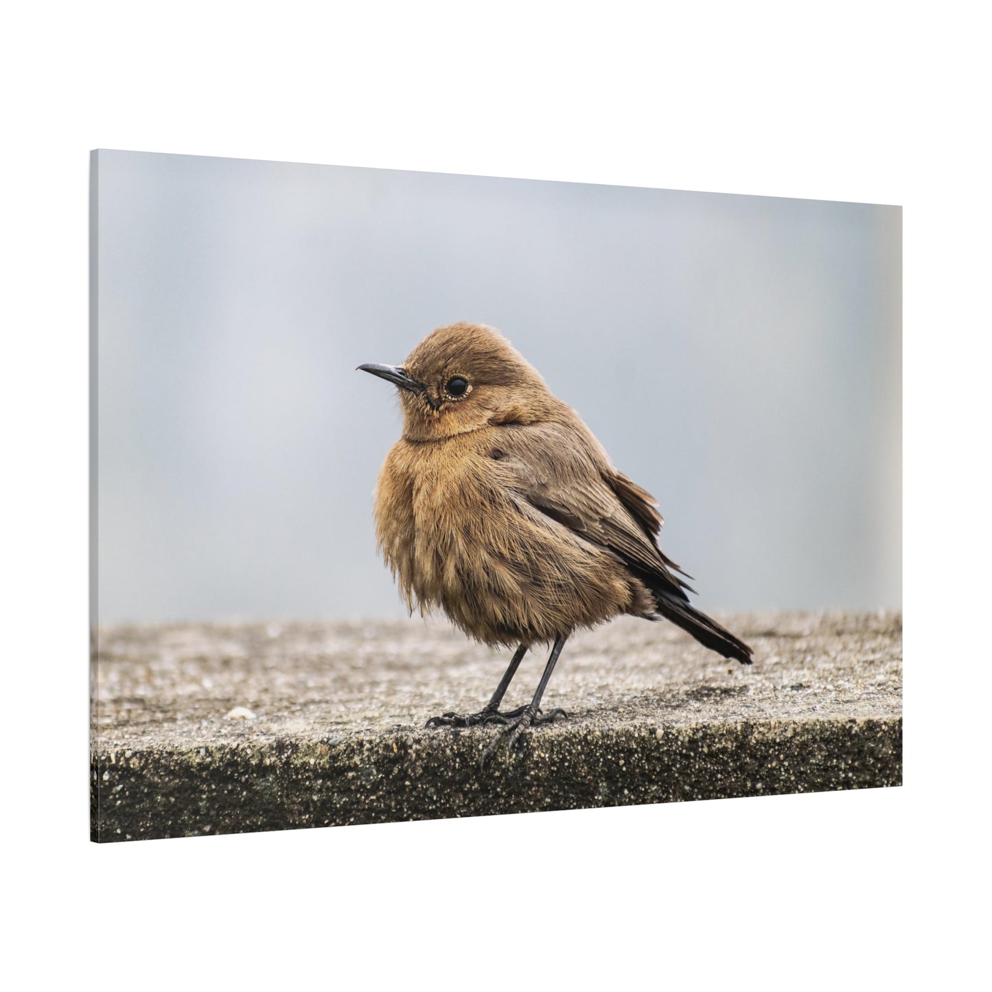 Indian Chat Bird Canvas Wall Art