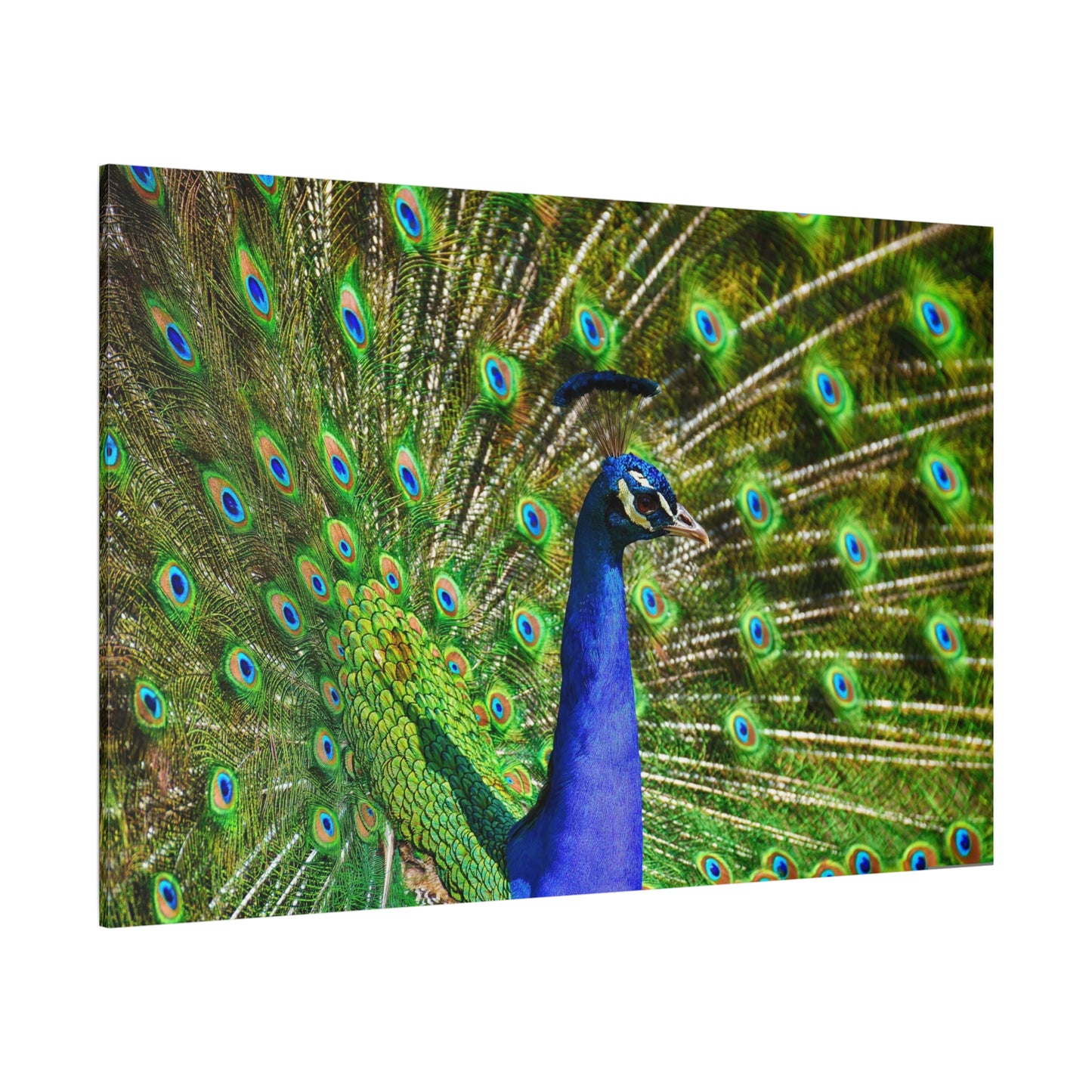 Vibrant Peacock Canvas Wall Art – Elegant Wildlife Decor for Modern Interiors