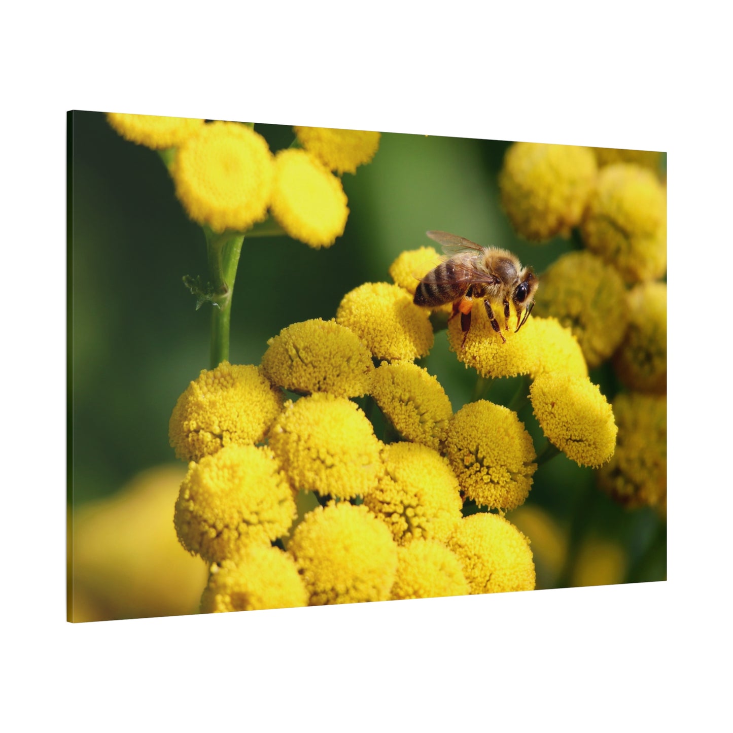 Honeybee on Tansy Flower Canvas Wall Art – A Celebration of Nature’s Harmony