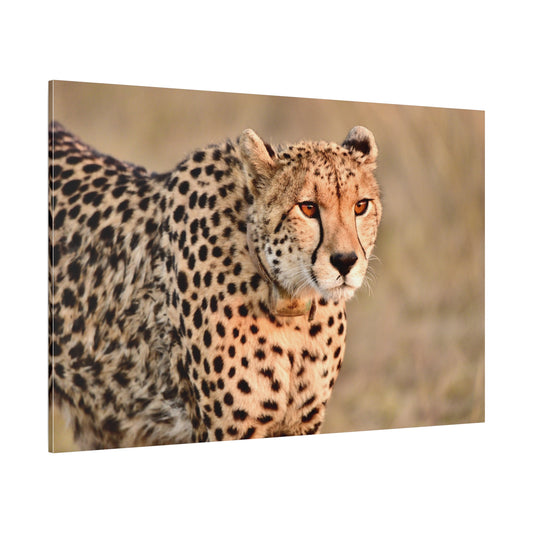 Cheetah Canvas Wall Art – Elegance of the Swift Predator