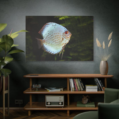 Vibrant Discus Fish Canvas Wall Art – Aquatic Elegance