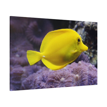 Lemon Surgeonfish Canvas Wall Art – Bright Underwater Elegance