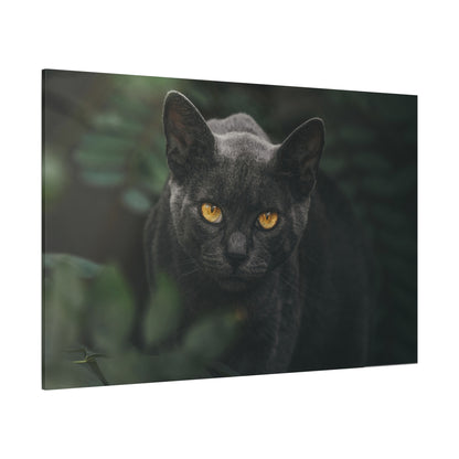 Enchanting Cat Eyes Canvas Wall Art – Mesmerizing Gaze of Grace