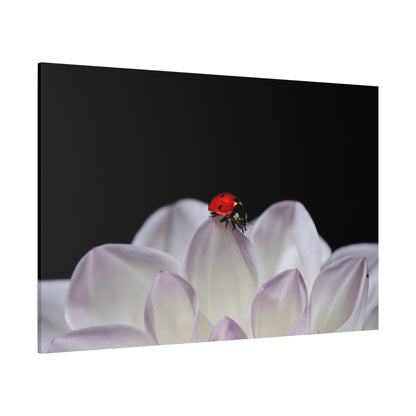 White Dahlia & Ladybug Harmony – A Nature-Inspired Art Print