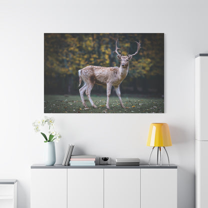 Roe Deer Canvas Wall Art – Majestic Forest Wildlife