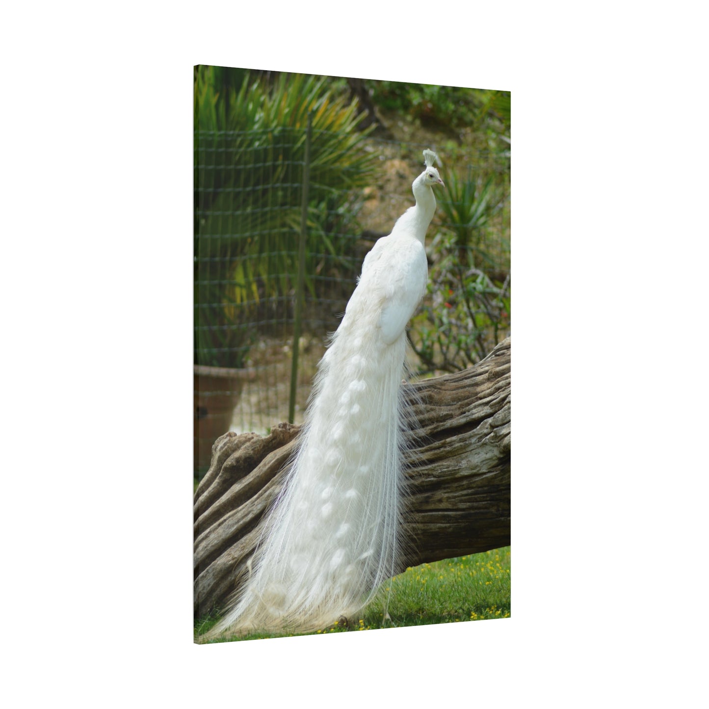 Graceful White Peacock Canvas Wall Art – Elegant Wildlife Decor for Sophisticated Spaces