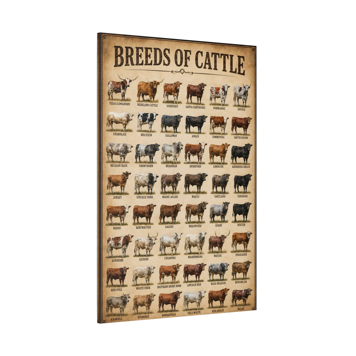 Breeds of Cattle Chart Wrapped Canvas Wall Art – Educational Ranch Reference Print - ART OF ROYALS