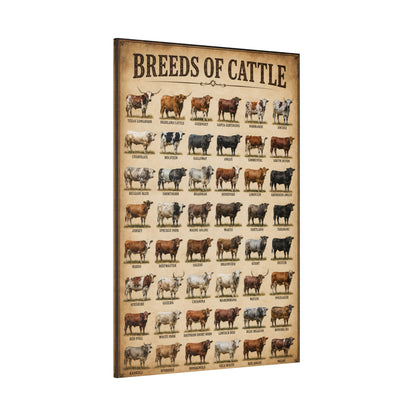 Breeds of Cattle Chart Wrapped Canvas Wall Art – Educational Ranch Reference Print - ART OF ROYALS