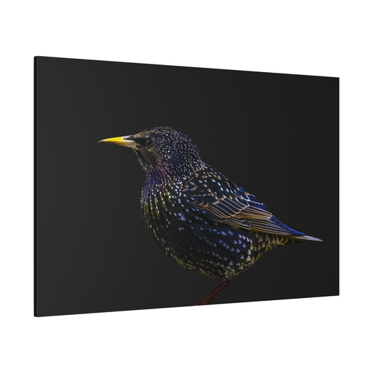 Elegant Starling Canvas Wall Art – A Sparkling Beauty of Nature