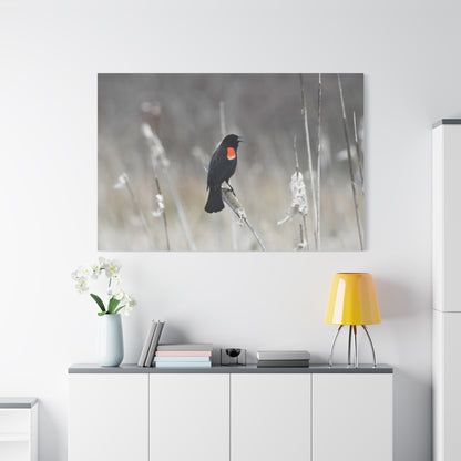 Red-Winged Blackbird Canvas Wall Art – Striking Wildlife Elegance