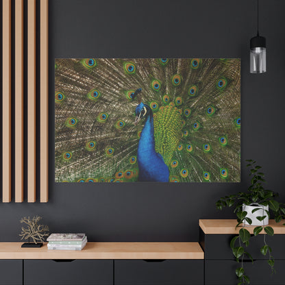 Exquisite Peacock Canvas Wall Art – Elegant Feather Wildlife Decor for Home & Office Spaces