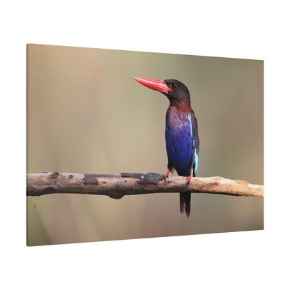 Vibrant Kingfisher Canvas Wall Art – A Splash of Color in Nature