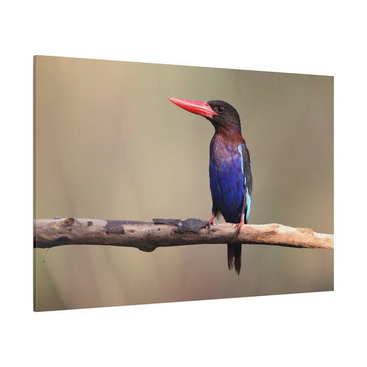 Vibrant Kingfisher Canvas Wall Art – A Splash of Color in Nature