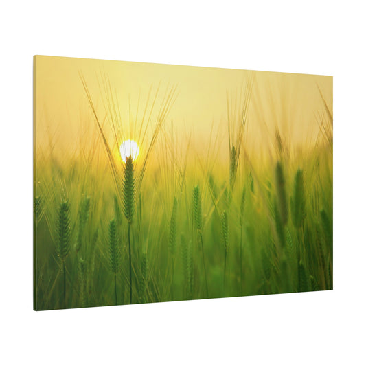 Golden Barley Field Under a Vibrant Sky