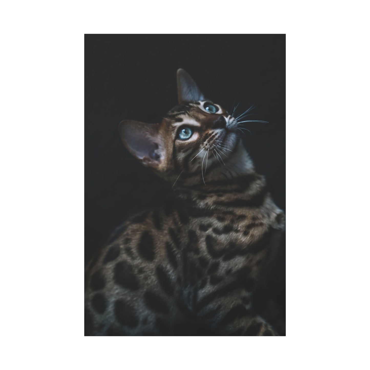 Elegant Cat Canvas Wall Art – A Must-Have for Feline Admirers