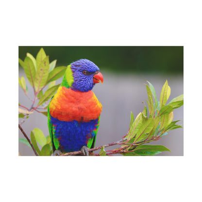 Vibrant Lorikeet Canvas Wall Art