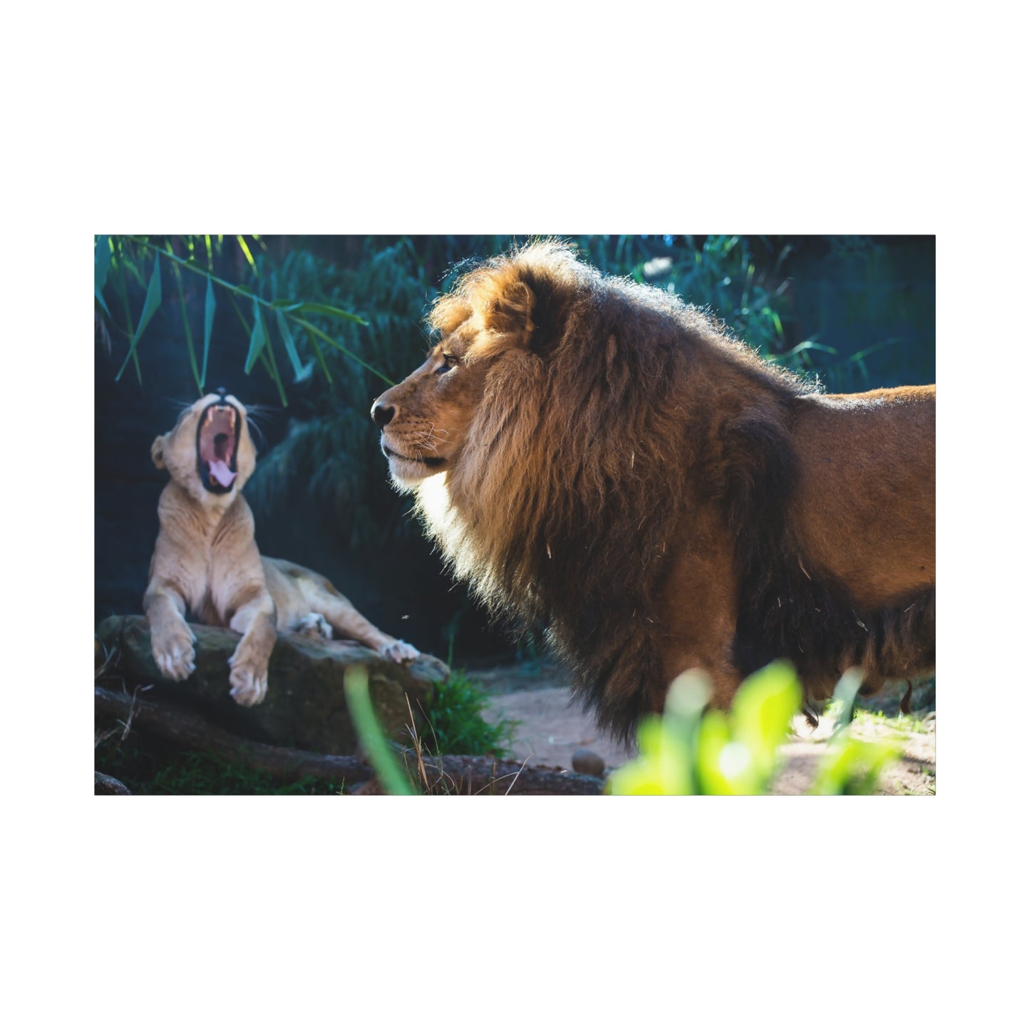 Lioness and Lions Canvas Wall Art – Grace of the Wild Life