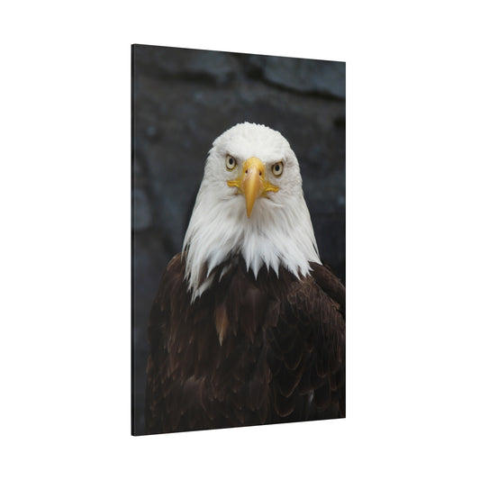 Majestic Fish Eagle Canvas Wall Art – Stunning Wildlife Photography for Nature Lovers