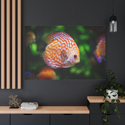 Vibrant Discus Fish Canvas Wall Art – Exotic Aquarium Wildlife Print for Tranquil Spaces