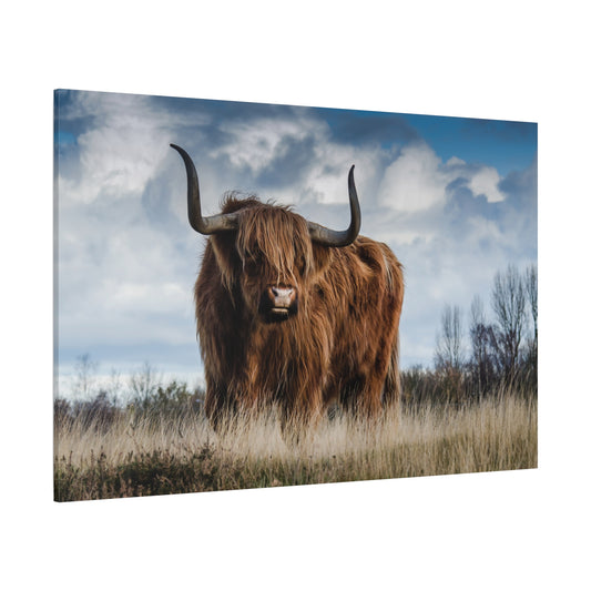 Majestic Highland Cow – Rustic Wildlife Photography Print