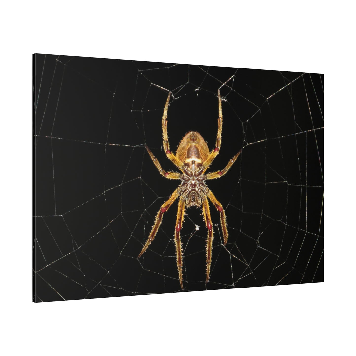 Mysterious Spider Web Canvas Wall Art – Nature's Intricate Design