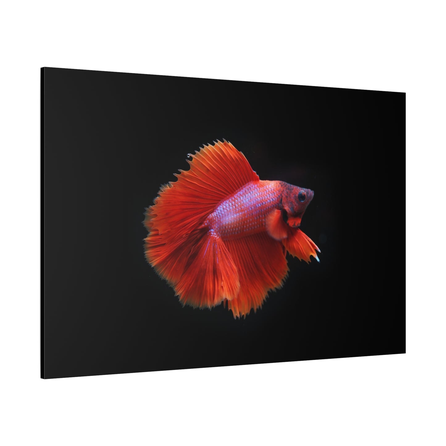 Vibrant Betta Fish Canvas Wall Art – Elegant Siamese Fighting Fish Print for Modern Decor Spaces