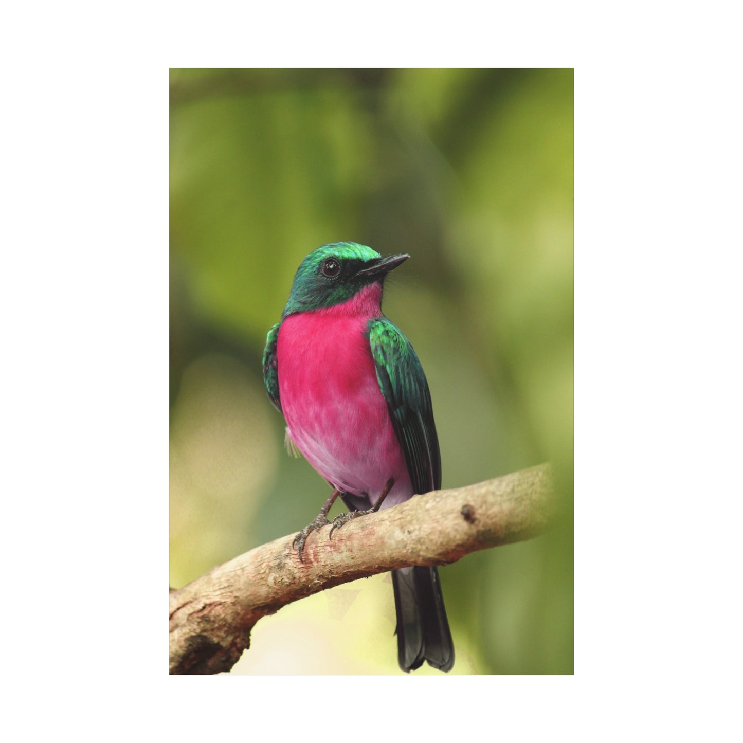 Charming Perched Bird Canvas Wall Art – Nature's Serenity in Every Detail