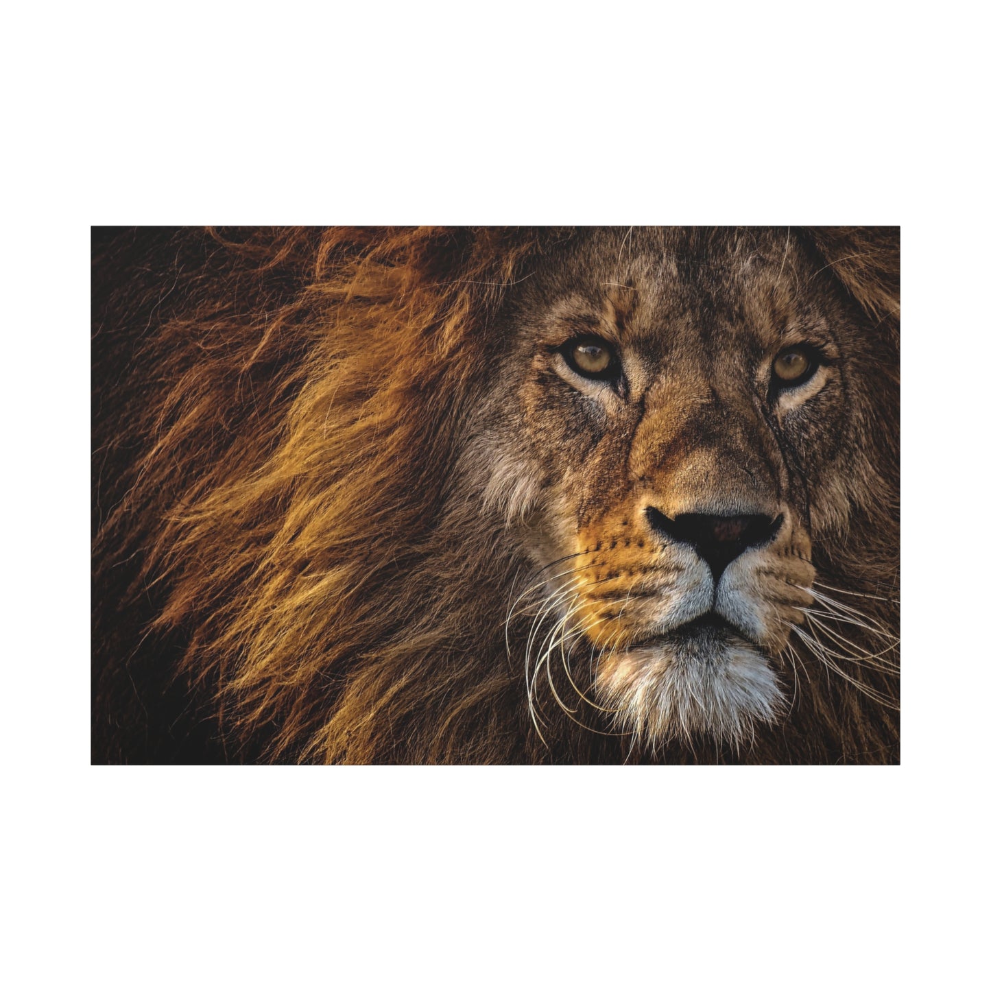 Majestic Lion Canvas Wall Art