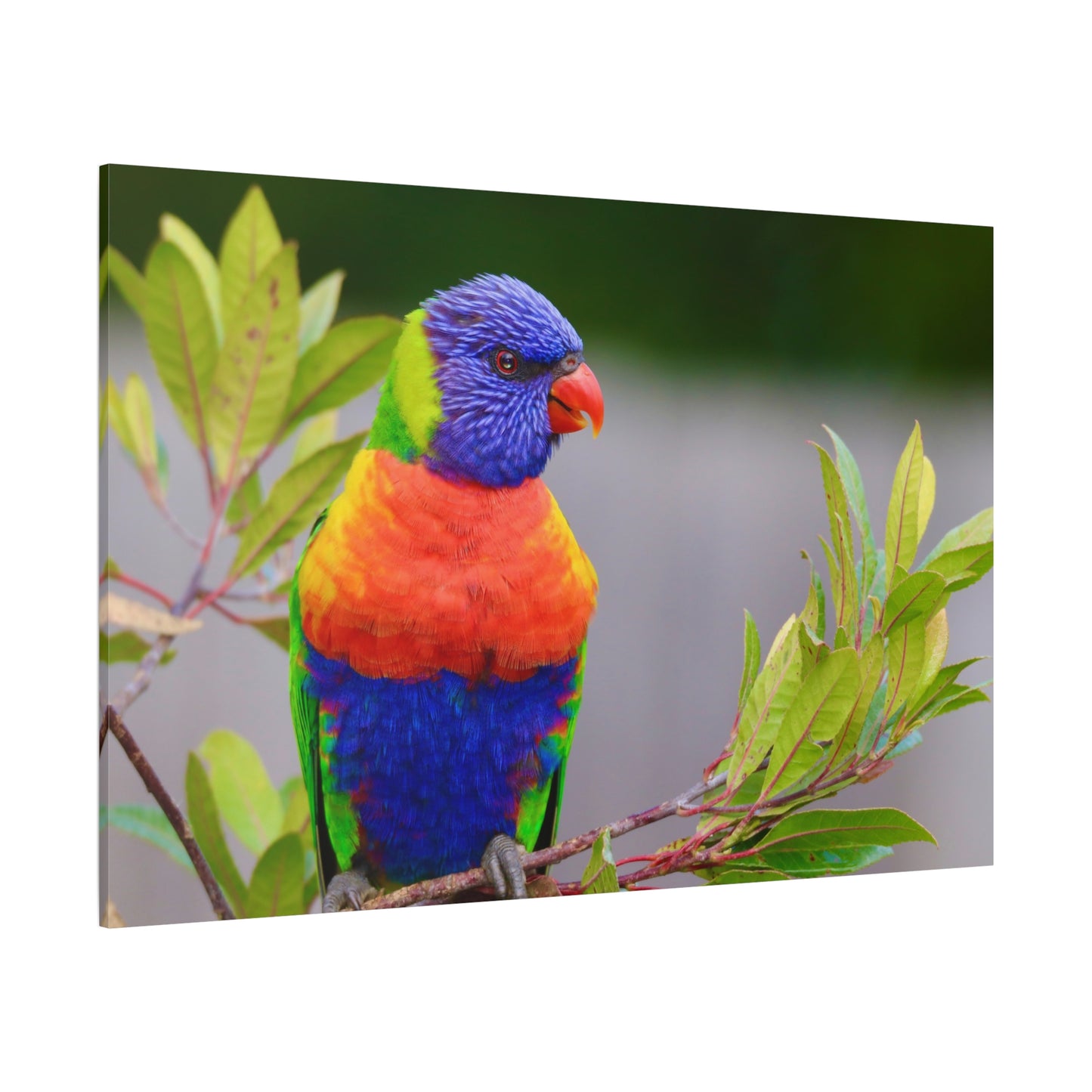 Vibrant Lorikeet Canvas Wall Art