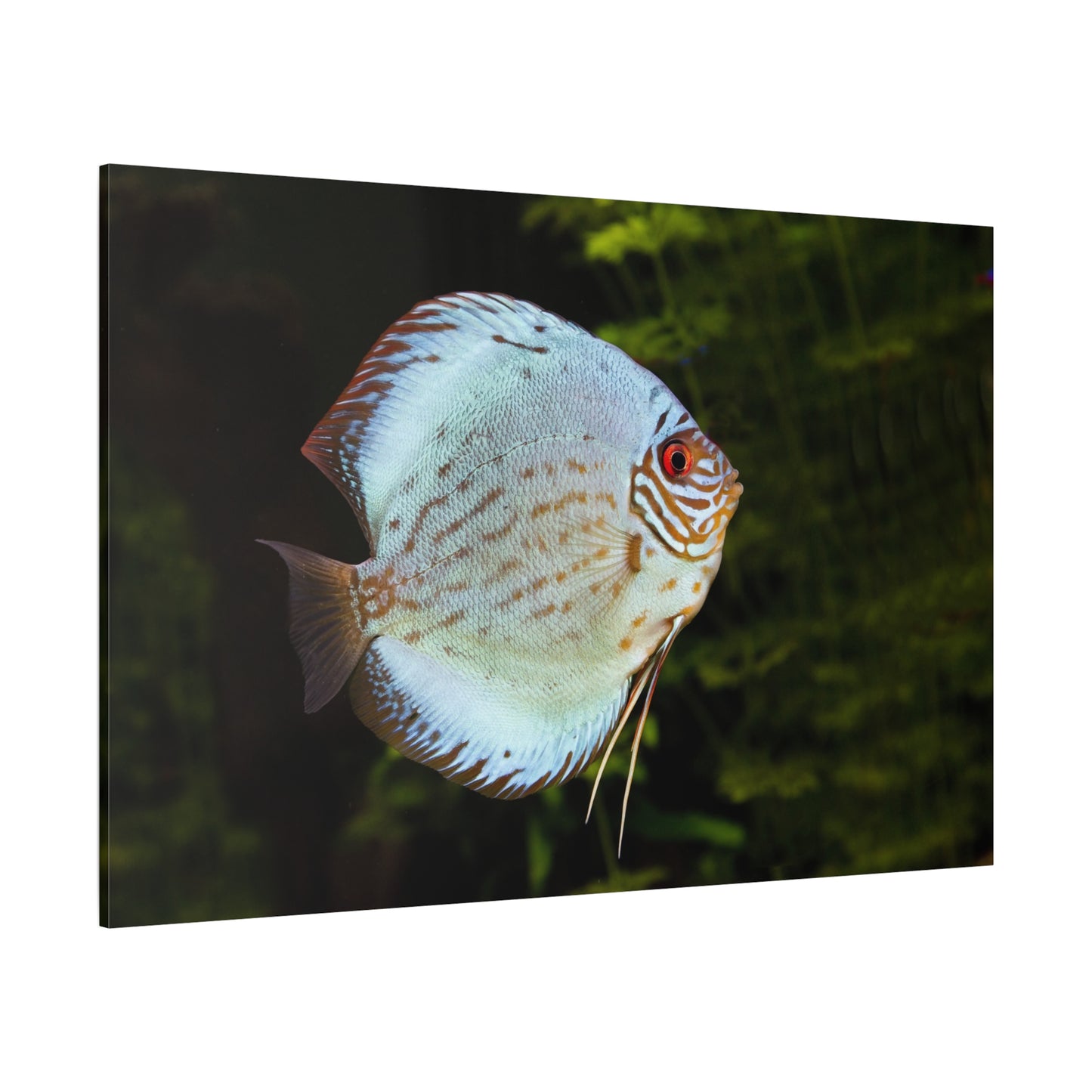 Vibrant Discus Fish Canvas Wall Art – Aquatic Elegance