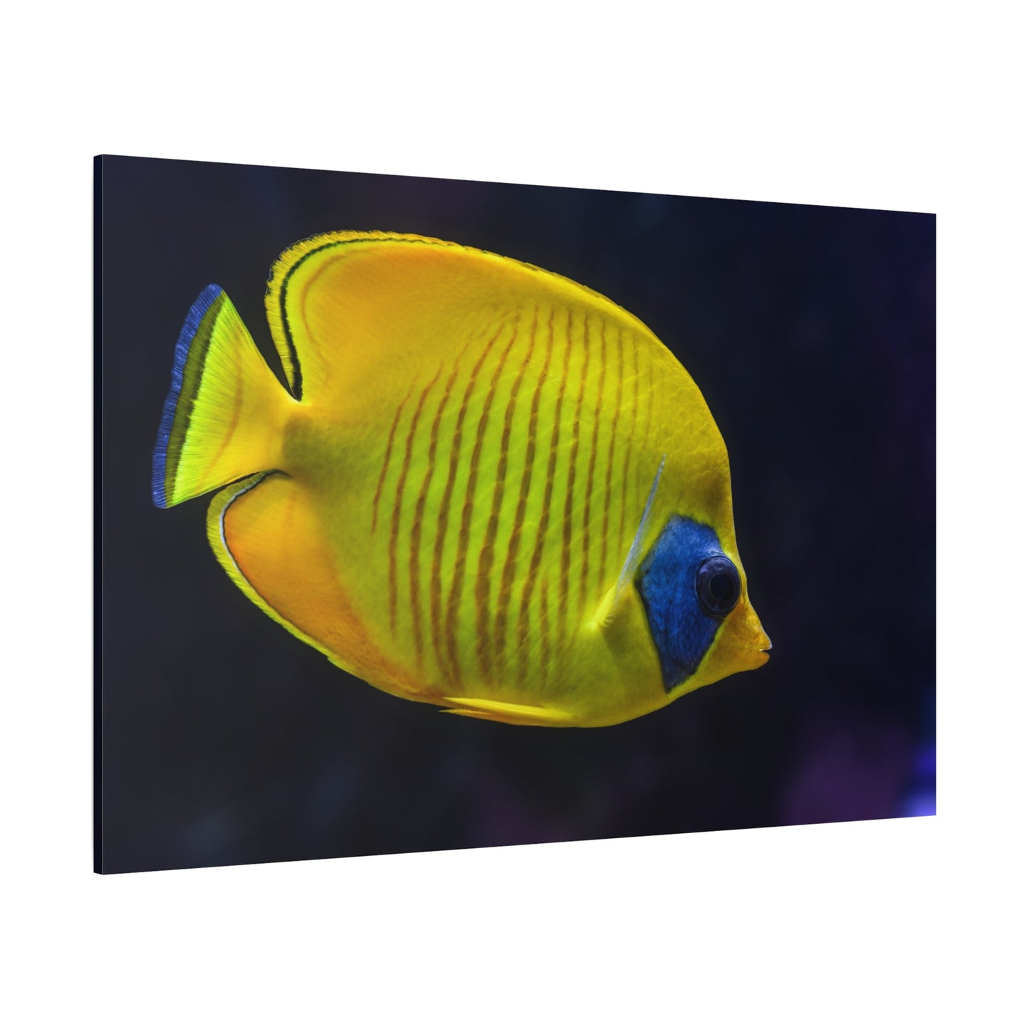 Tropical Yellow Fish Canvas Wall Art – Vibrant Aquarium Wildlife Print for Coastal-Inspired Decor