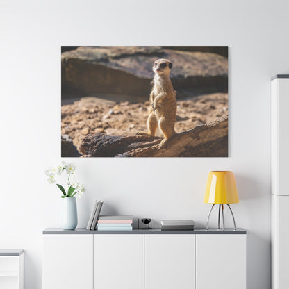 Vigilant Meerkat – A Striking Portrait of Nature’s Watchful Guardian