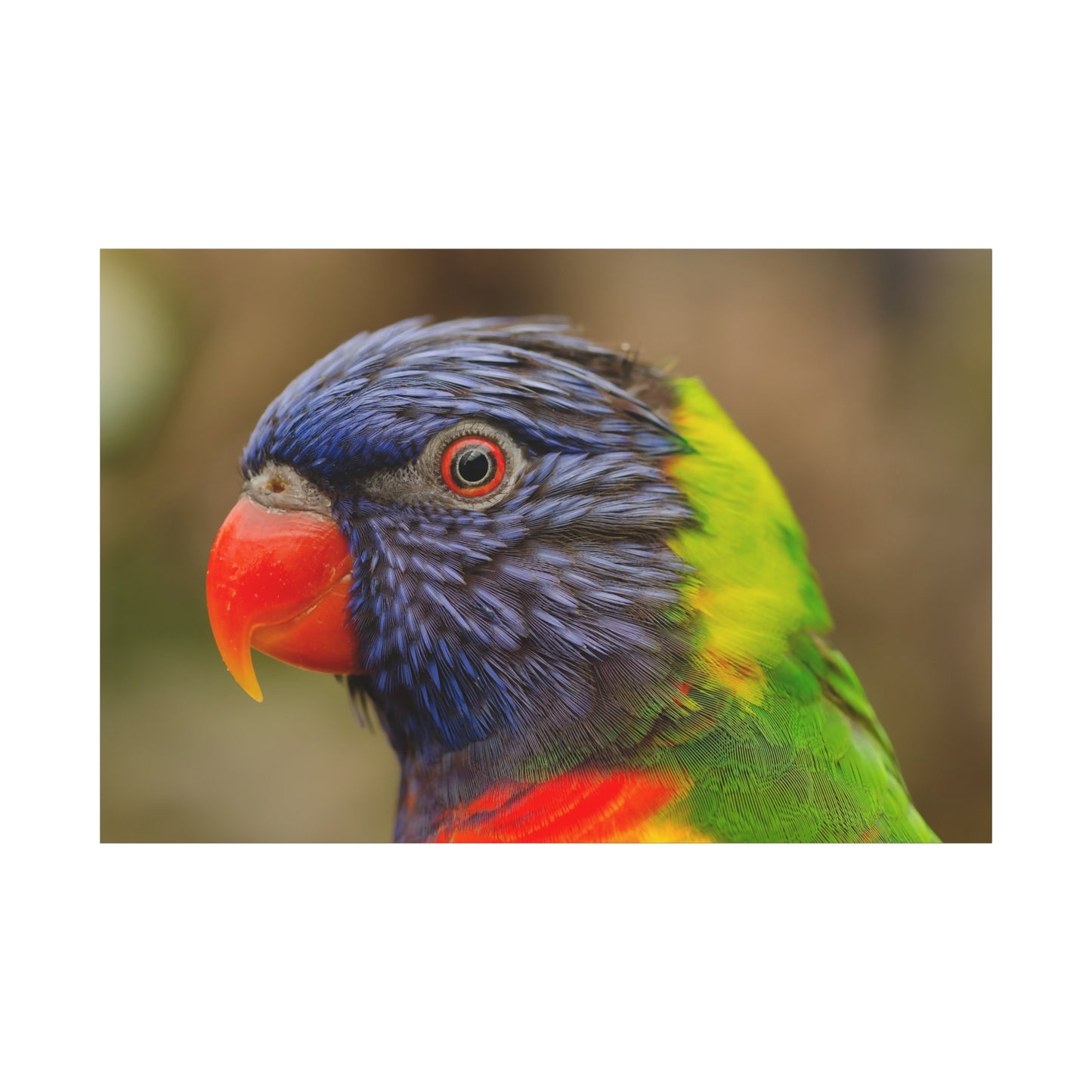 Colorful Charm Vibrant Parrot Canvas Wall Art