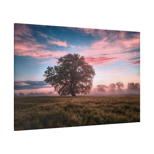 Serene Sunrise Over a Field Landscape