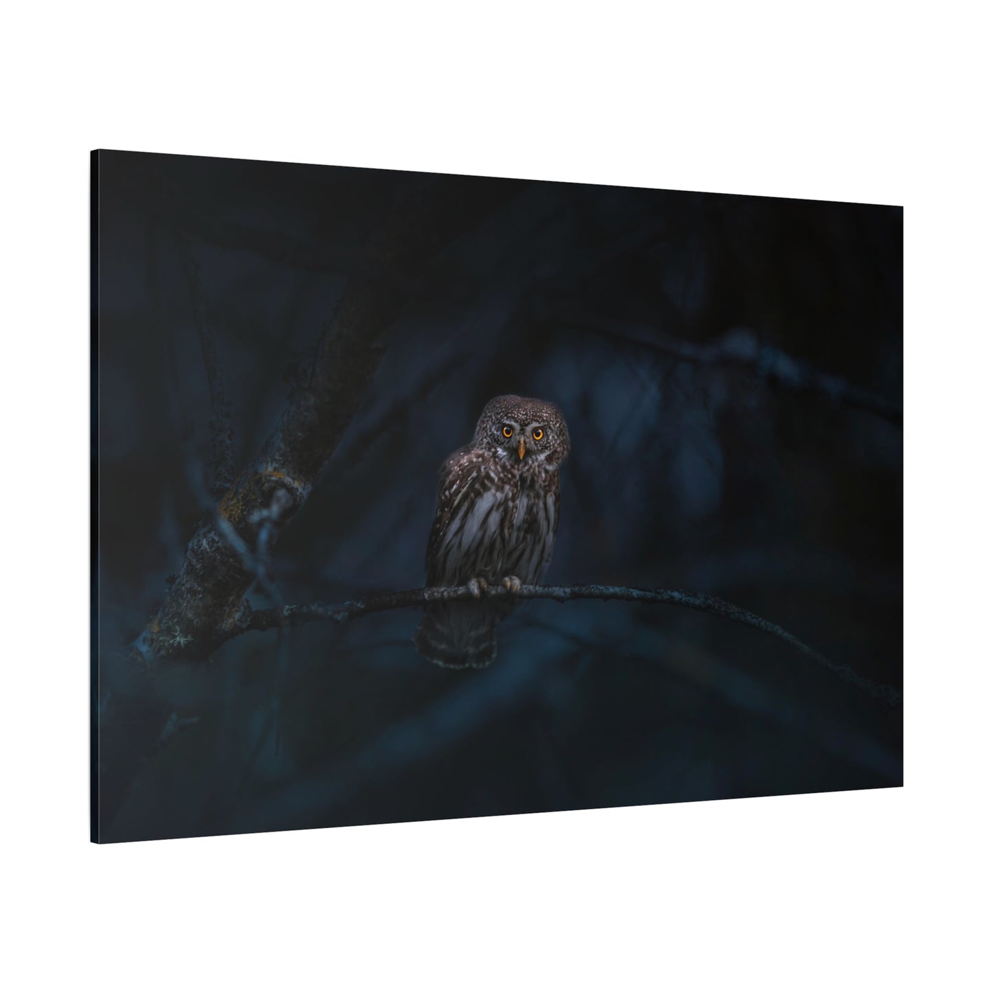 Enchanting Eurasian Pygmy Owl Canvas Wall Art – Woodland Beauty