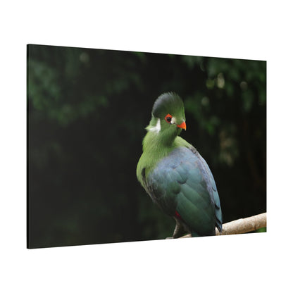 White-Cheeked Turaco Canvas Wall Art – Exotic Wildlife Elegance