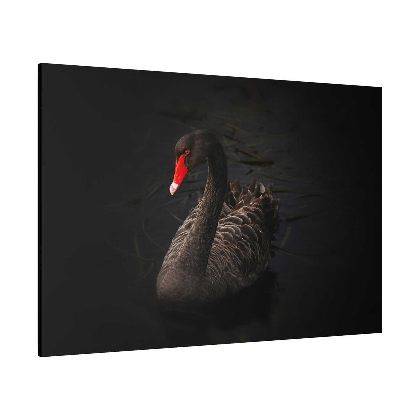 Elegant Black Swan Canvas Wall Art – Grace and Sophistication