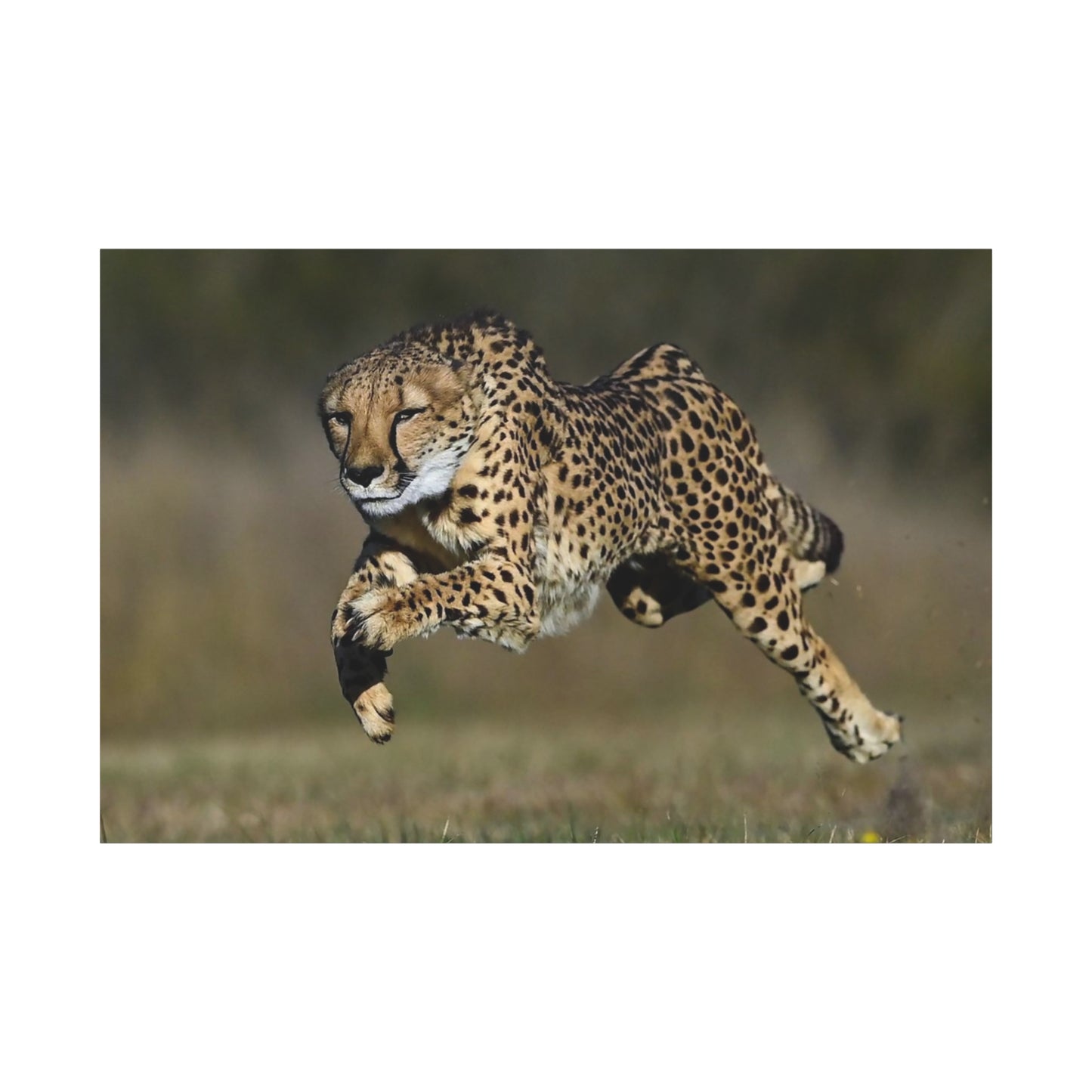 Dynamic Cheetah Chase Canvas Wall Art - Wildlife in Action