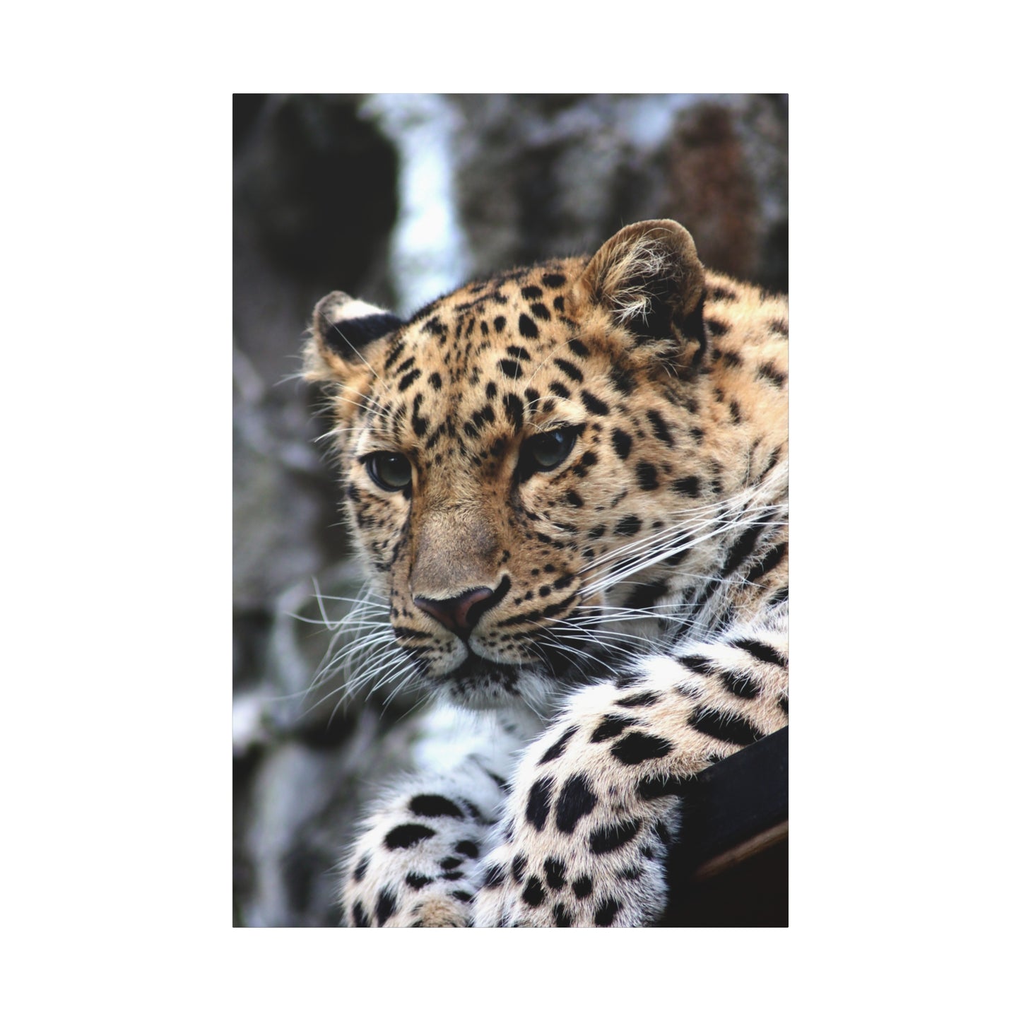 Majestic Cheetah Canvas Wall Art – A Tribute to Grace and Speed