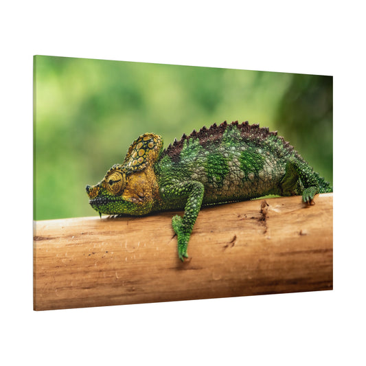 Vivid Chameleon Canvas Wall Art – Exotic Wildlife Print for Bold Nature-Inspired Decor