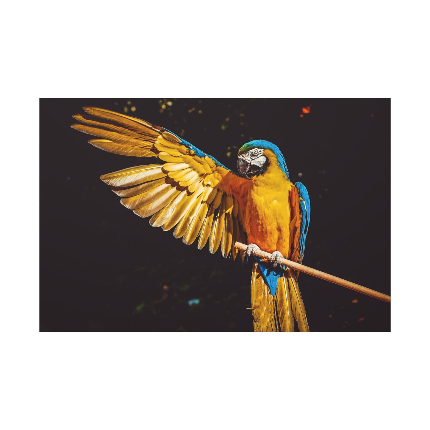 Vibrant Yellow Macaw Canvas Wall Art