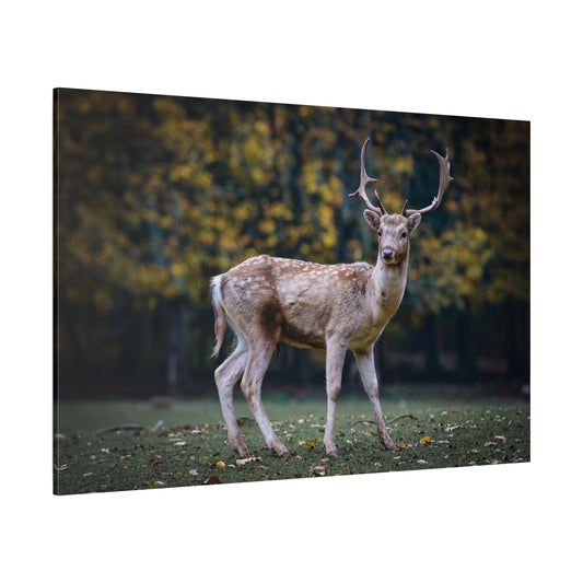 Roe Deer Canvas Wall Art – Majestic Forest Wildlife