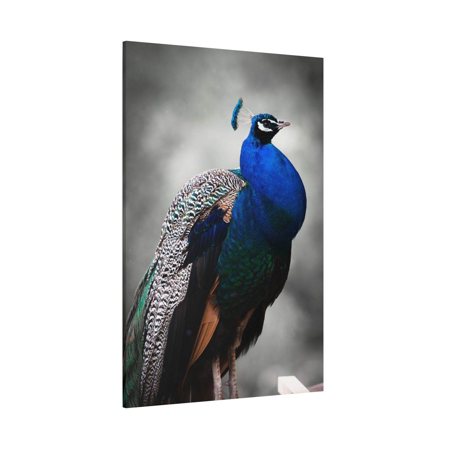 Regal Peacock Canvas Wall Art – Vibrant Feather Wildlife Decor for Home & Office Spaces