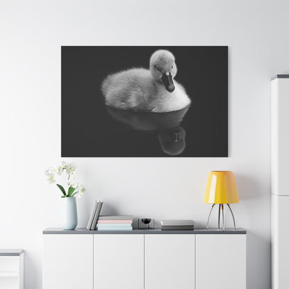 Adorable Cygnet Canvas Wall Art – A Serene Touch of Nature