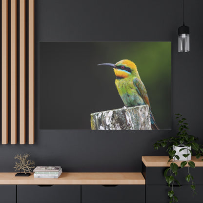 Rainbow Bee-Eater Canvas Wall Art – A Burst of Colorful Elegance